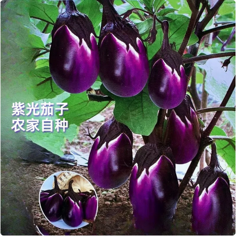 紫光茄子贵州断桥新鲜茄子当季蔬菜农家圆茄矮茄圆茄鲜嫩皮薄肉厚